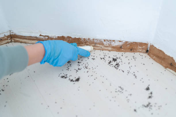 Best Pest Control Near Me in Oakwood, OH